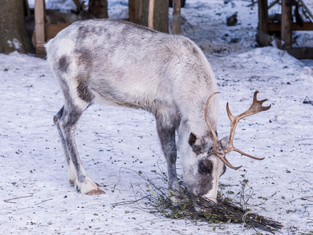 Олень с внушительными рогами прогулялся по заснеженной деревне под Кубинкой