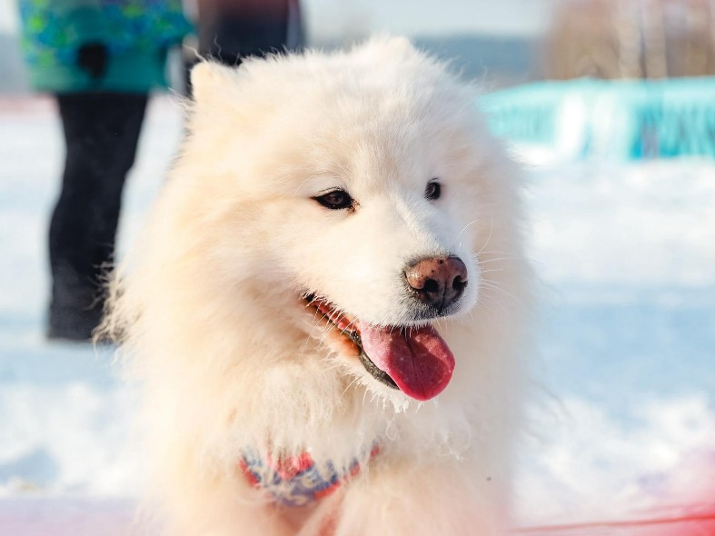 Замерз как собака: признаки переохлаждения у питомца и первоочередные действия, пока не стало поздно