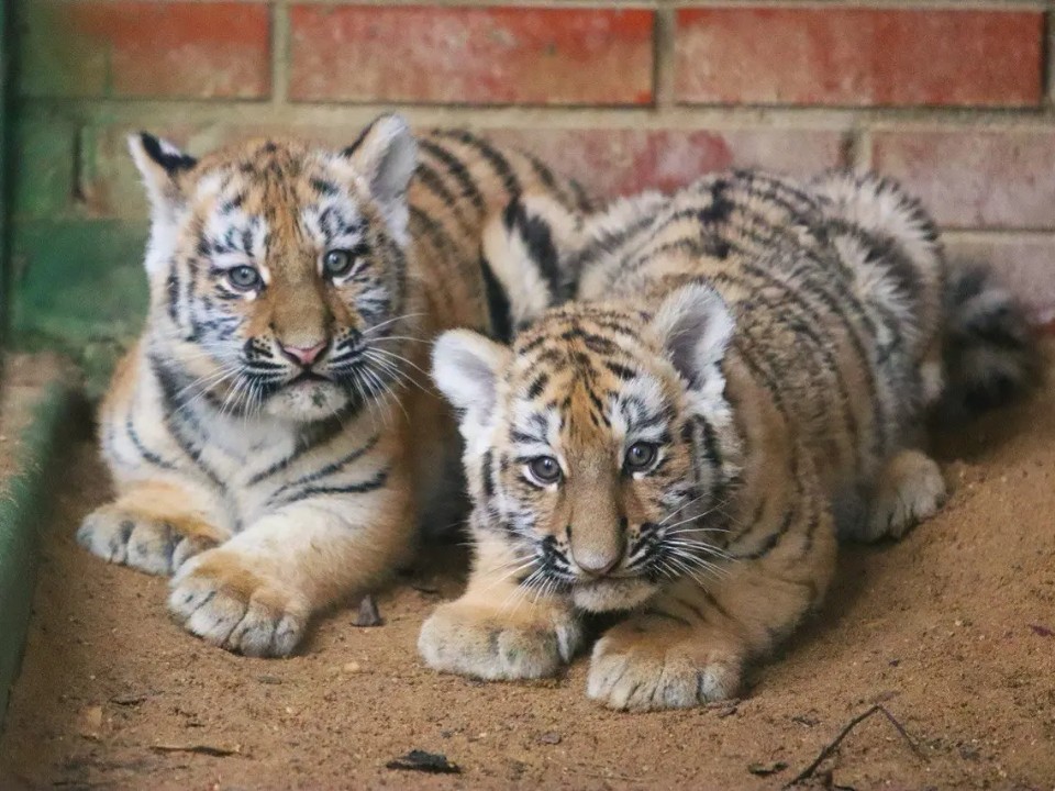 Подмосковье — родина тигров: специалисты впервые показали видео с потомством редкой королевской пары