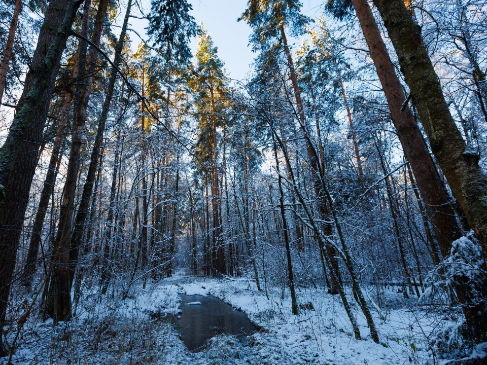 Гололедица и снег: что ждать от погоды в Подмосковье на этой неделе