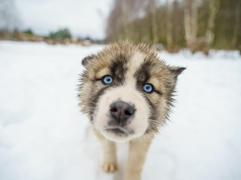 Берегите лапы: как защитить питомцев зимой на прогулке и при чем здесь вазелин