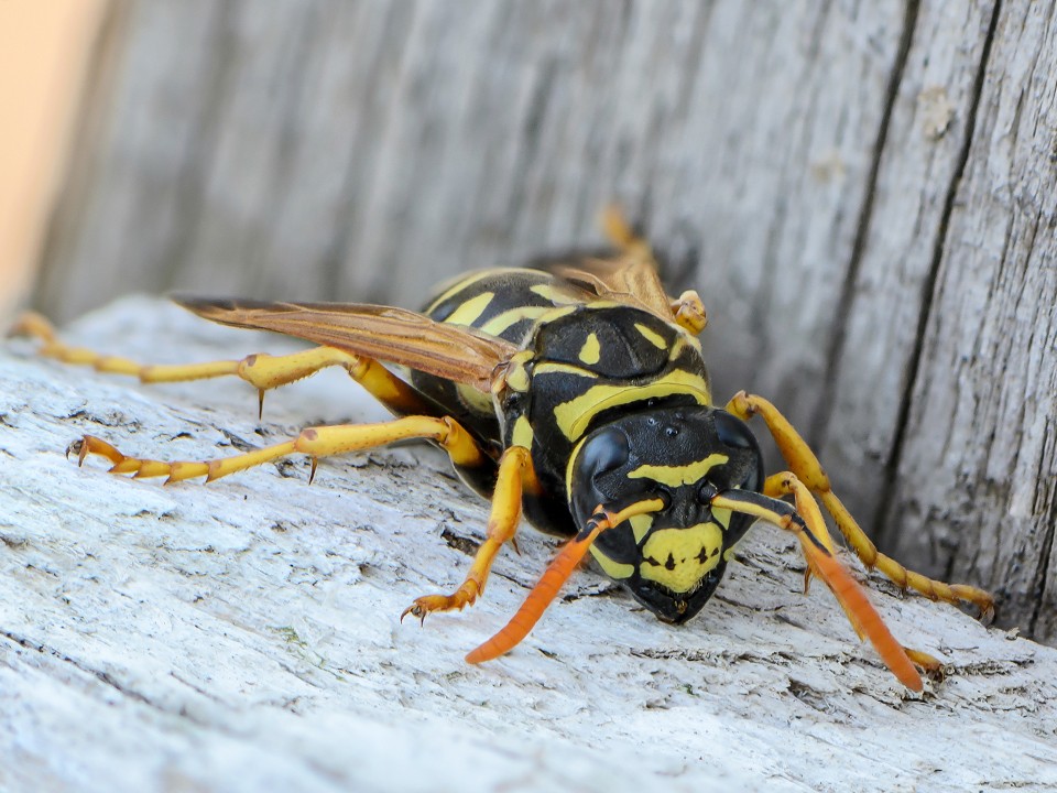 Неуснувшие осы стали нападать на женщин с резким цветочным парфюмом
