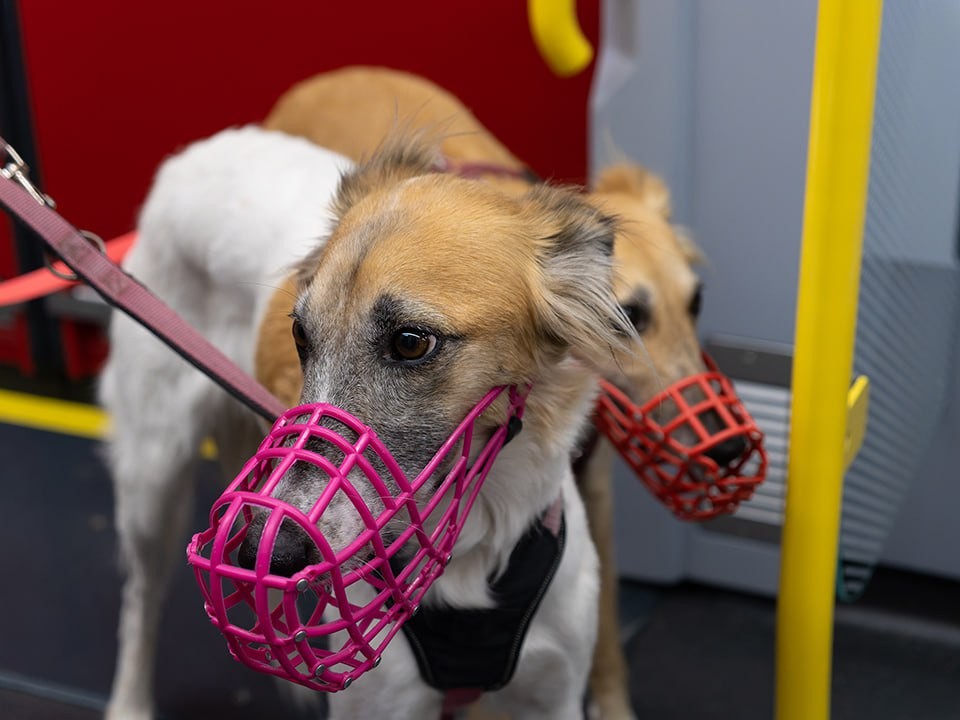 «Закон нужно менять, и срочно»: в России потребовали разрешить усыпление собак в еще одном регионе