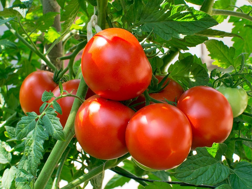Непогода не помеха: этот сорт помидоров гарантирует урожай до 18 кг с кв. м. даже в самое неудачное лето