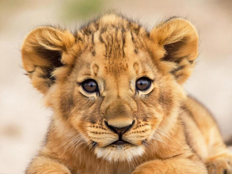 Экзотический сосед в элитном ЖК: блогер завел дома хищную «живую игрушку»