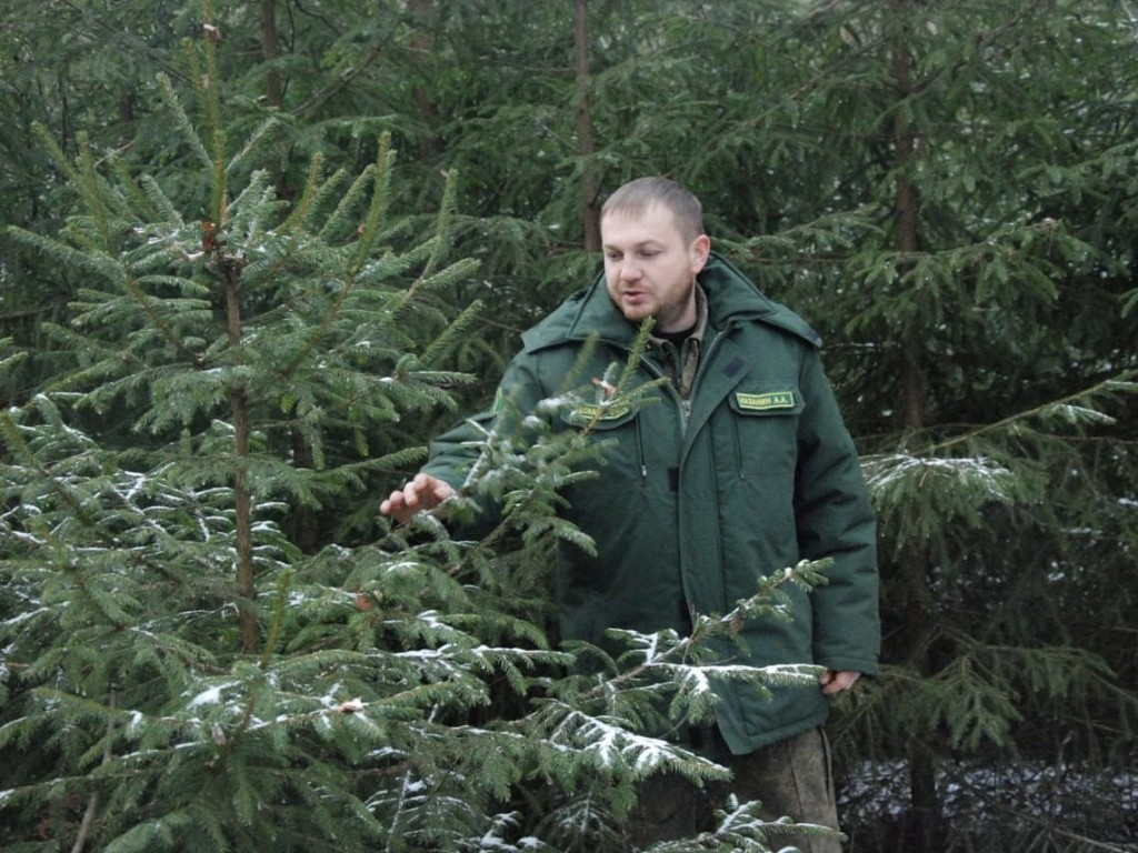 В Воскресенские ищут нелегальных лесорубов, которые выносят елки из чащи