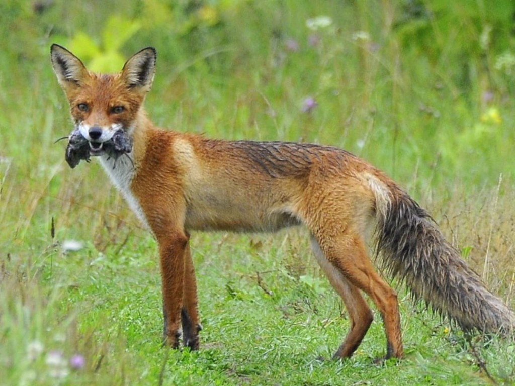 Свадебный бум: лисы вслед за совами начали крутить романы в «Журавлиной родине»