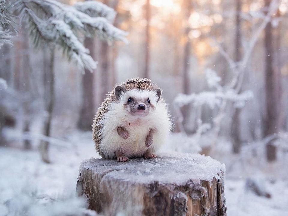 Ежи-шатуны бродят по лесам Подмосковья: что случилось в декабре