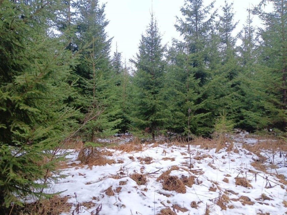 «Рецепт» здорового леса: раскрываем секреты рубок прочистки в Волоколамском филиале