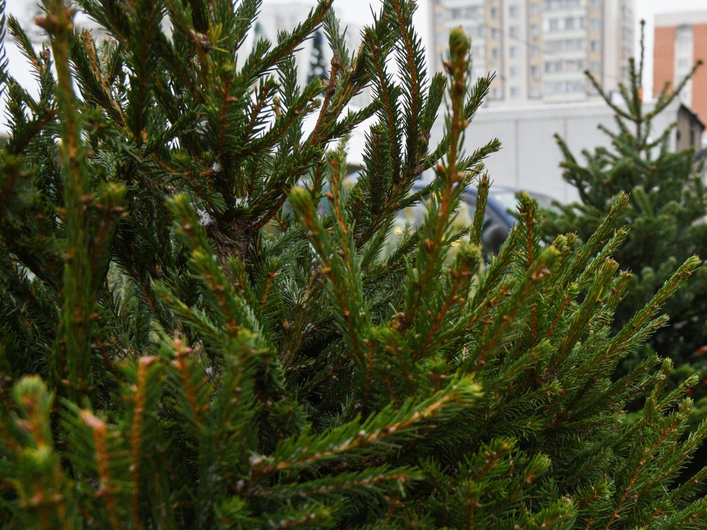 Где купить живую елку в Воскресенске