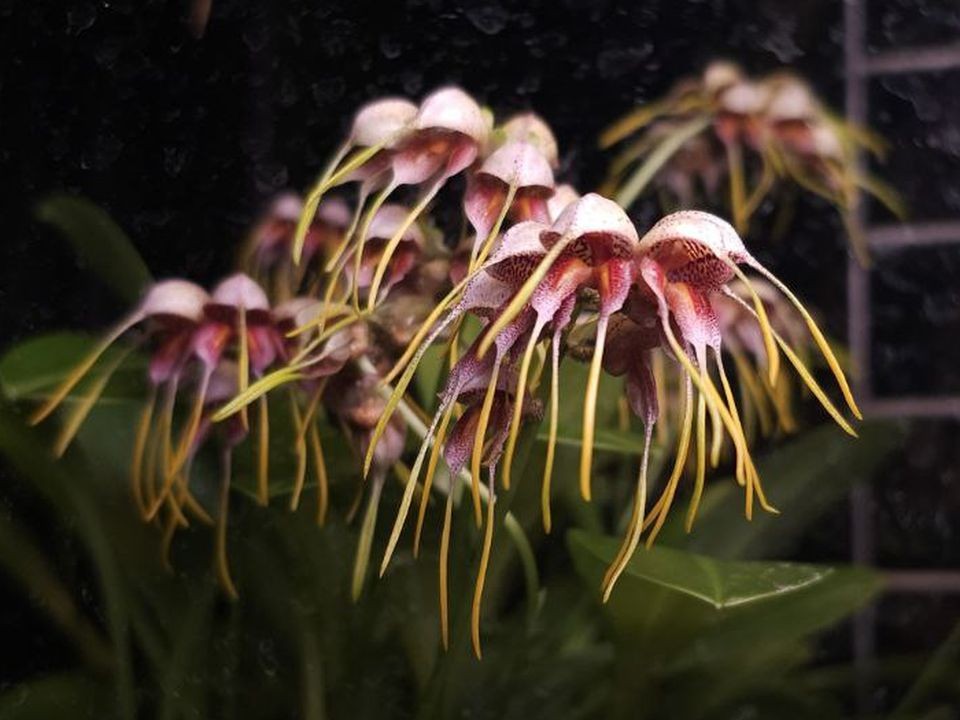 Огромная и благоуханная: редкая тропическая орхидея расцвела в столичном регионе