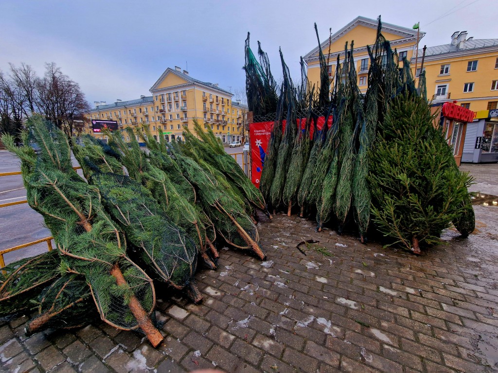 Пушистые сосны и маленькие «ежики» начали продавать на елочных базарах в Воскресенске
