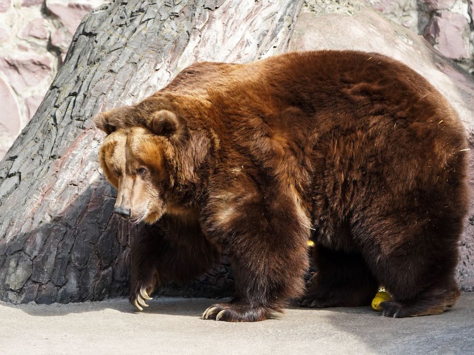 Бежать бесполезно: как спастись при встрече с медведем