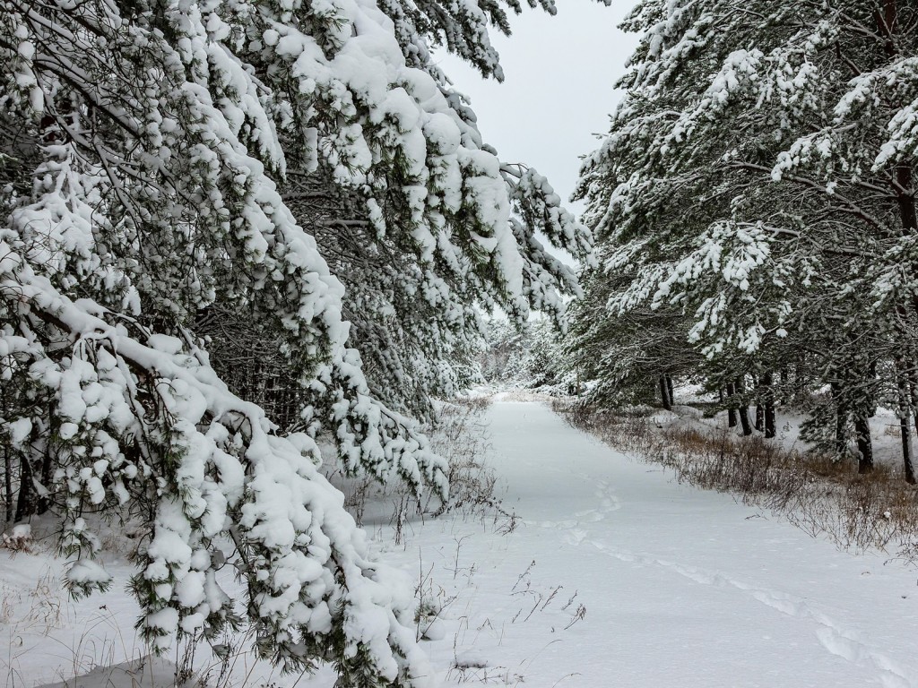 Поймать магию зимы: кому вручат дипломы и сувениры от филиала «Русский лес»