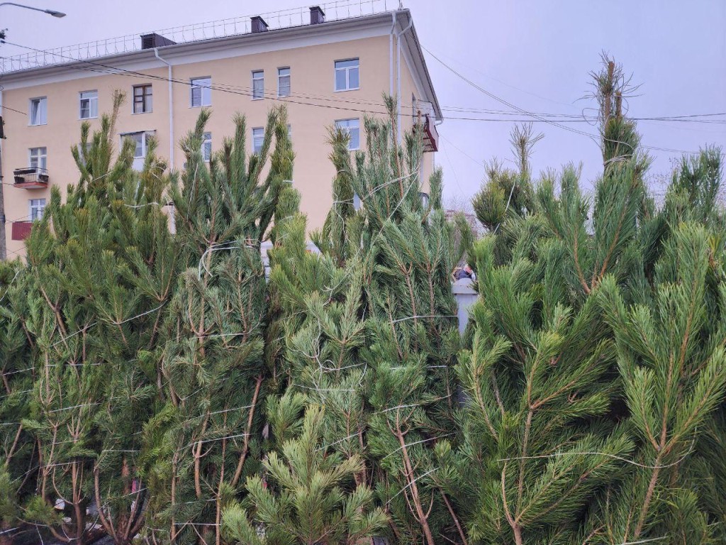 Какие виды елей можно приобрести в Солнечногорске
