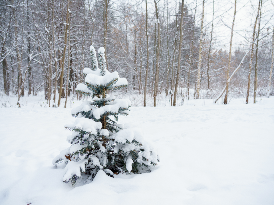 В выходные в Подмосковье нагрянет арктическая зима: синоптик предупредил о морозах -11° и штормовом ветре