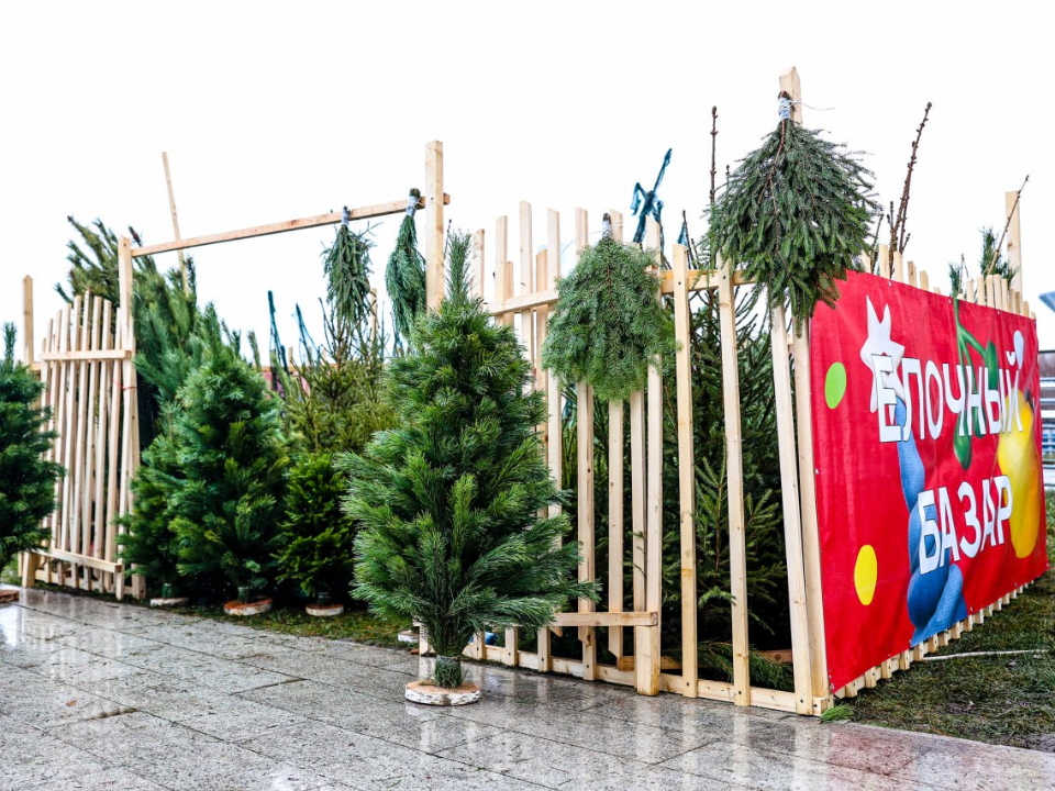 Как выбрать елку и продлить ей жизнь: советы подмосковных экспертов к Новому году