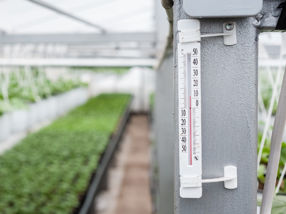 Свежие овощи круглый год: как сделать парник с отоплением на своем участке