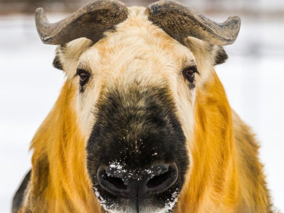 В Подмосковье образовалась новая пара сычуаньских такинов: Москвич переехал к невесте Дусе