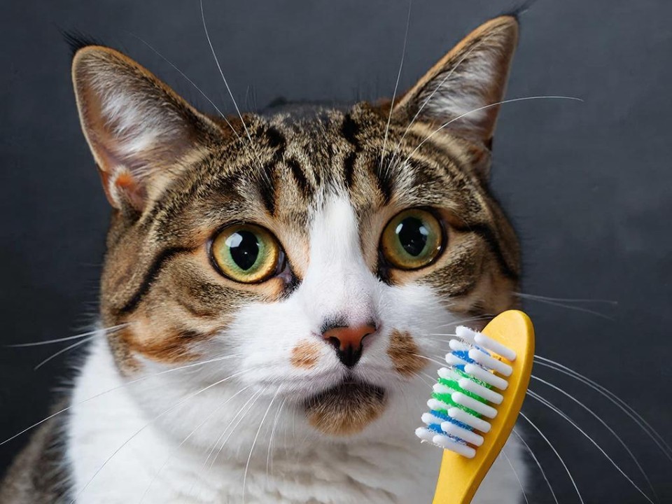 Забота о друге или деньги на ветер? Эта процедура по уходу за питомцем влетит вам в копеечку