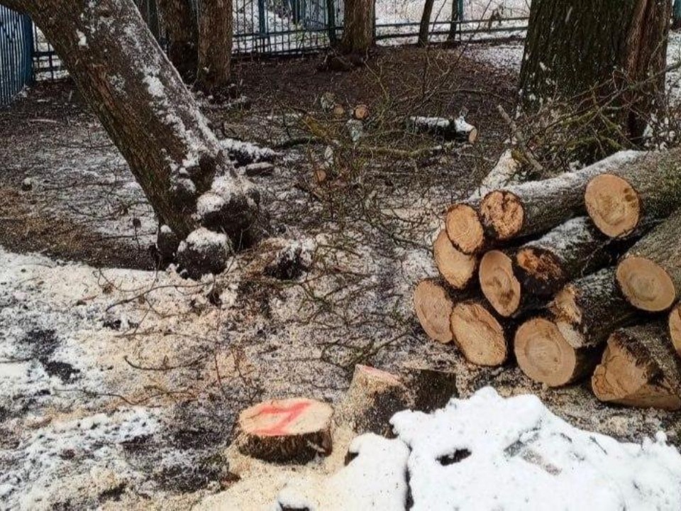 Рубка на заказ: как обращения граждан превратились в срубленные опасные деревья