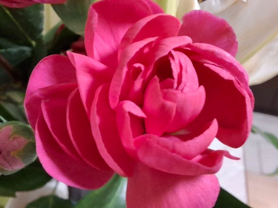 Сошли с ума от тепла: розы проигнорировали календарь и распустились в Видном