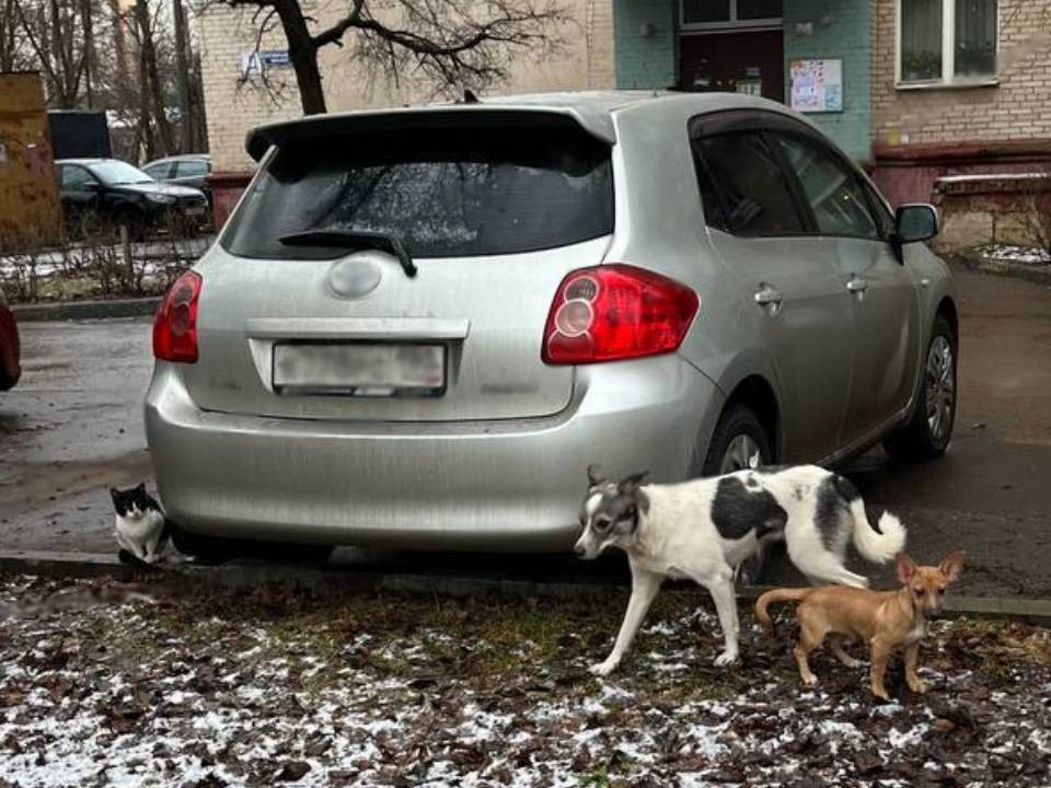 Жители испытали шок! Двух собак и кота оставили погибать на морозе хозяева в Подольске