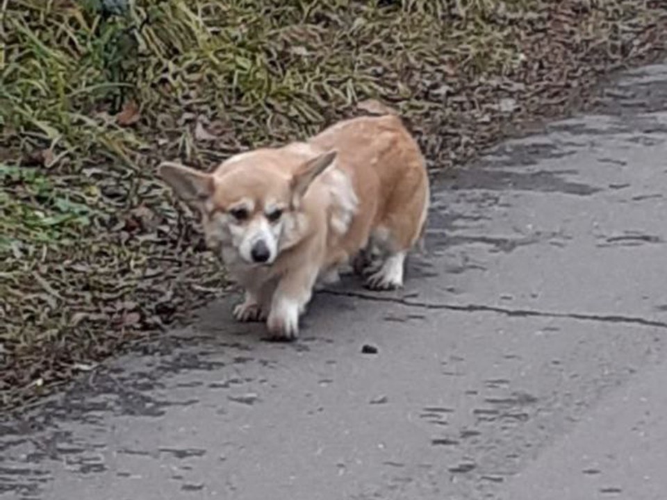 Вырезали матку и выбросили: корги, переставшую рожать, выбросили в мусорку в Подмосковье