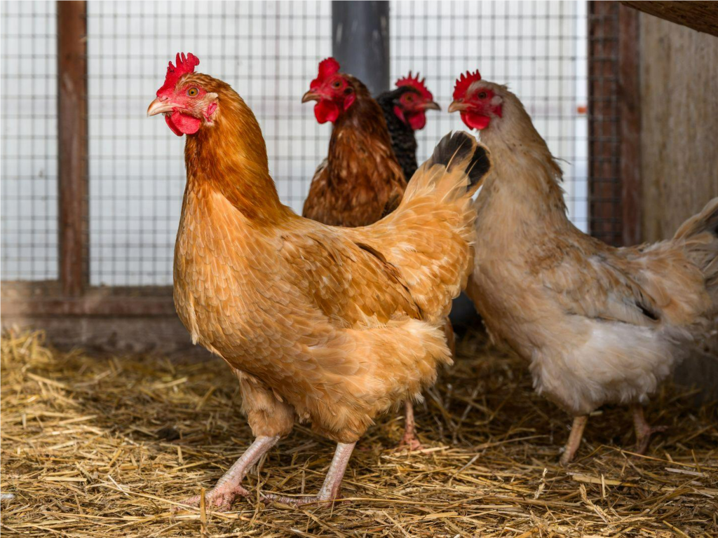 Новые ветеринарные правила: когда вступят в силу и к чему приготовиться владельцам кур в Подмосковье