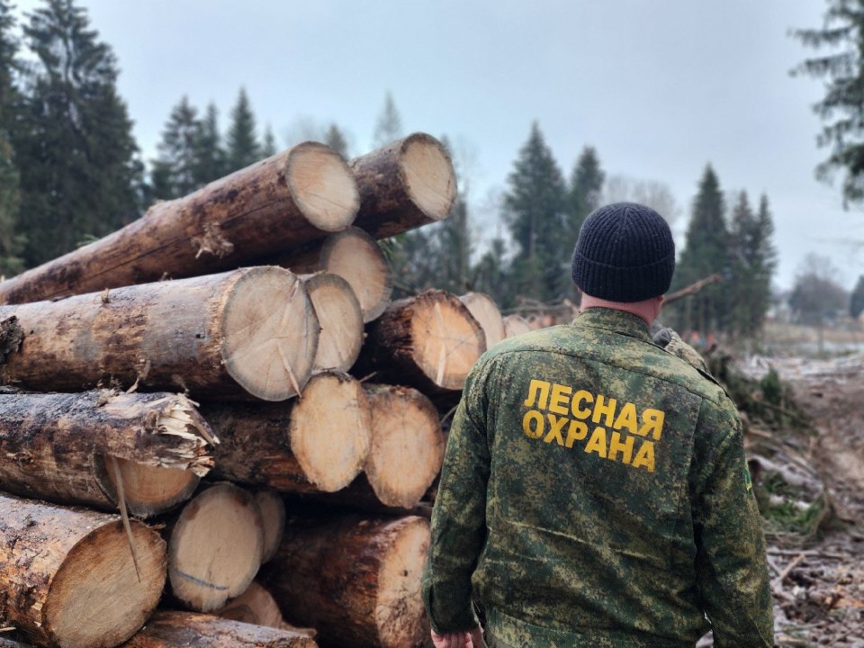 Старый лес под Солнечногорском готовят к обновлению