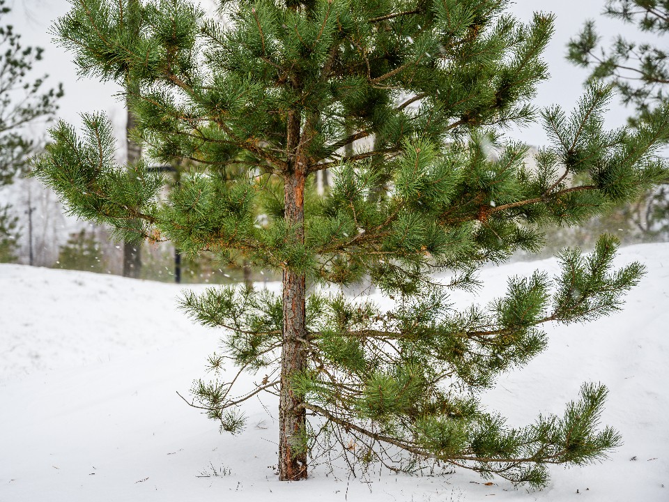 Не всякая ель перезимует: эти популярные хвойные растения погибнут при морозах