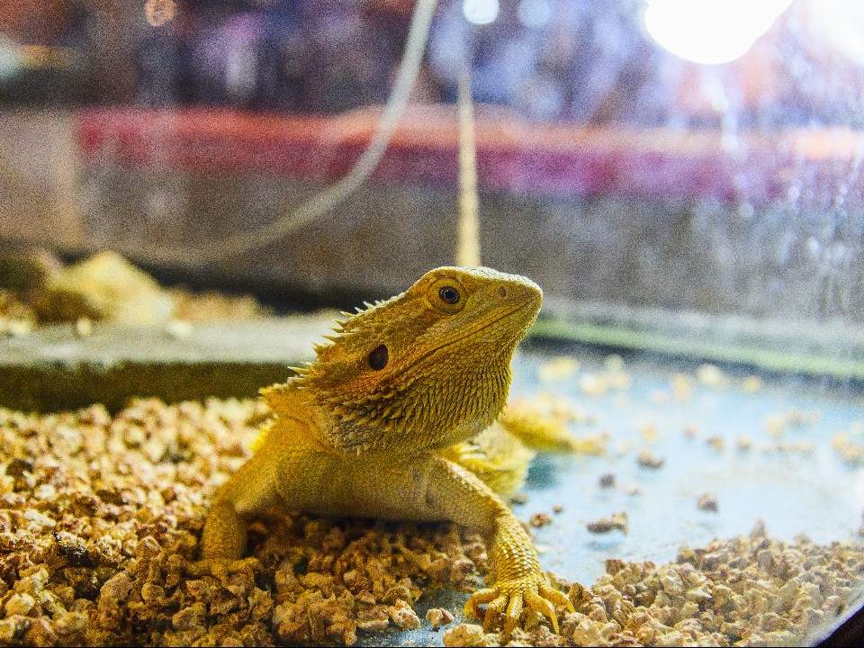 Рептилиям не дают воды и держат под ярким светом: в Москве разгорелся спор вокруг террариума