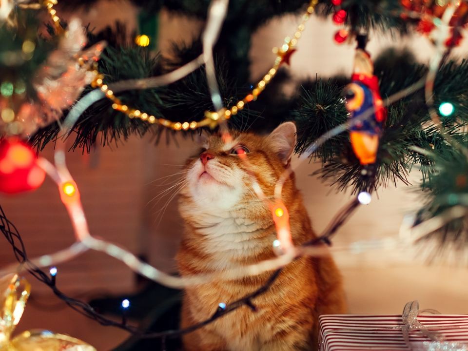 Новогодняя мишура из-под хвоста: как защитить питомца от праздничных рисков