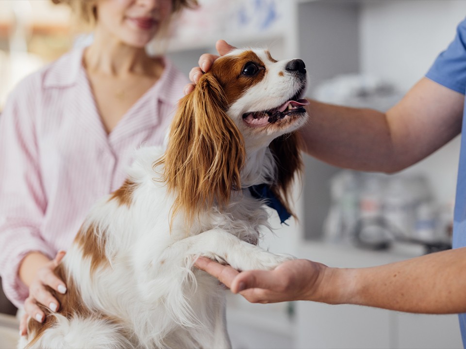 Спасти любой ценой: как не обанкротиться на лечении питомца