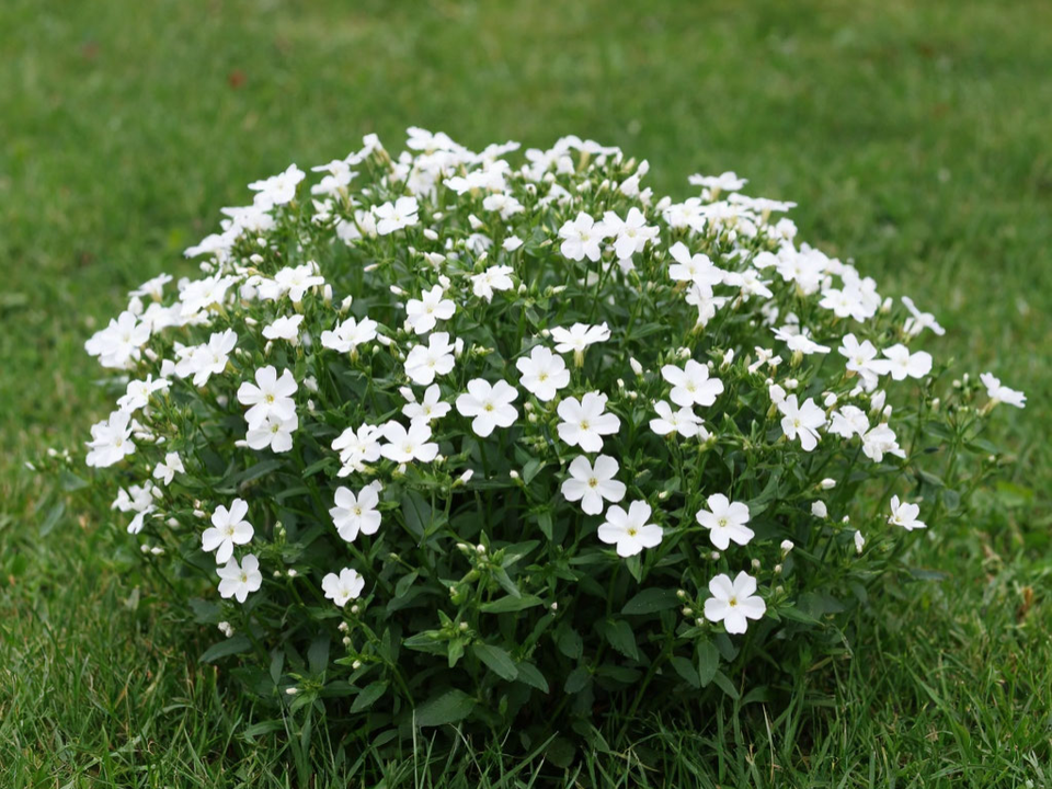 Это растение заменит газон: зеленый «ковер» на даче не боится зимы и не требует ухода