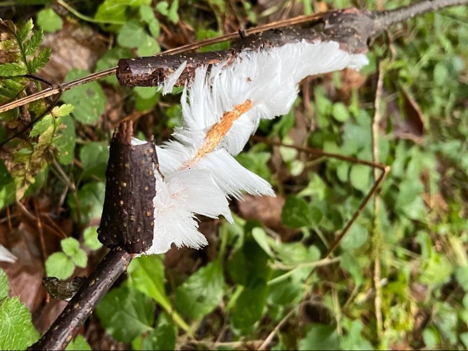 «Ледяная шерсть» и декабрята: загадочных монстров находят в лесу под Сергиевым Посадом