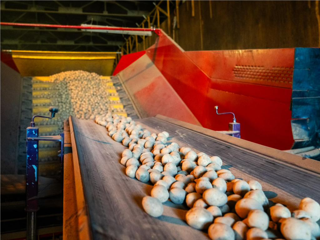 Есть надежные места: куда в Подмосковье исчезли сотни тысяч тонн осеннего урожая картофеля, лука и моркови