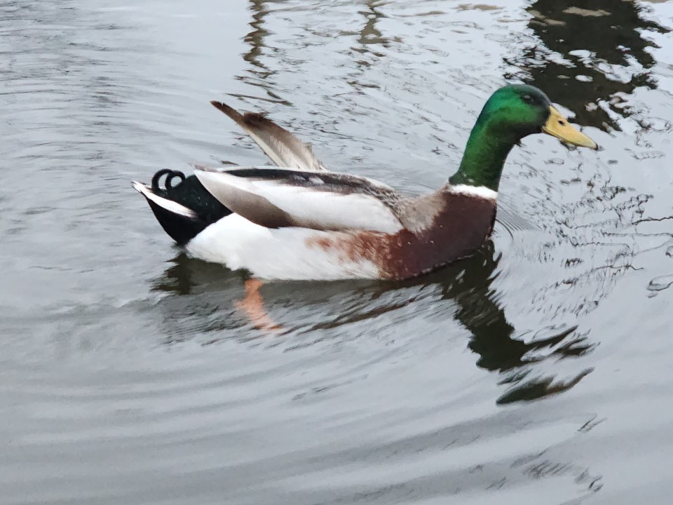 Спасти Серую шейку на замерзающем пруду просят волоколамцы