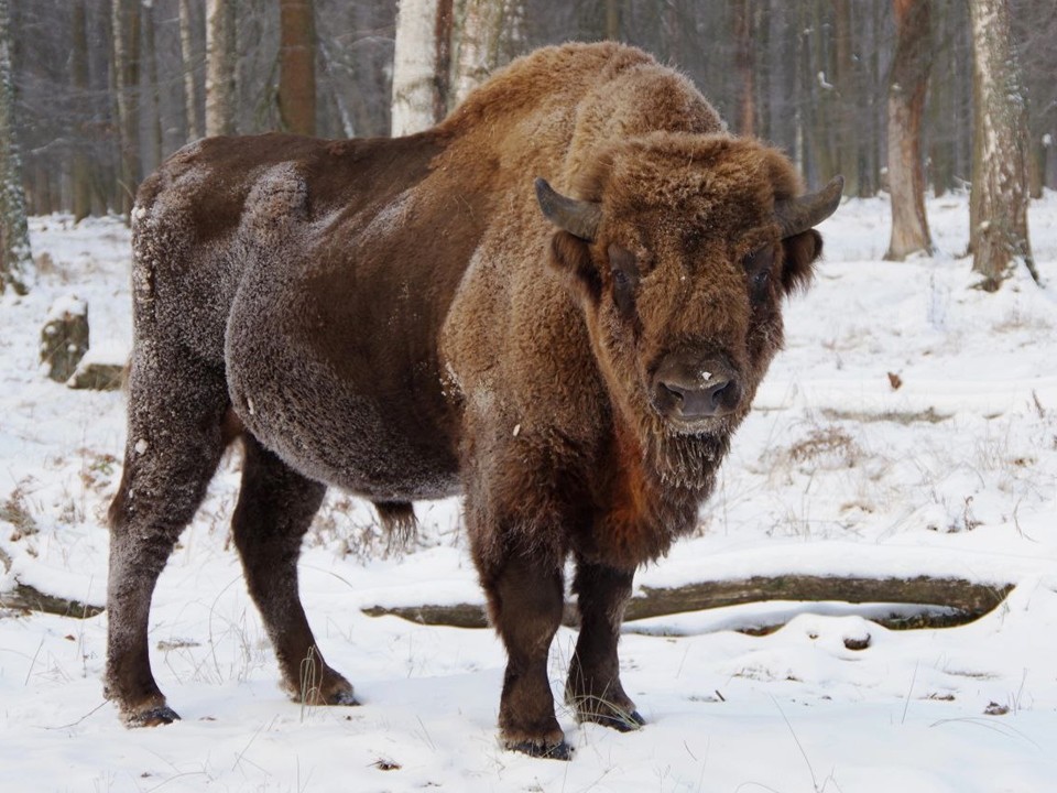 Экотропа, фотовыставки и зубры: чем удивит новый туристический проект в Серпухове