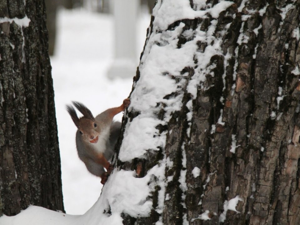 «Будет хороший зимний снегопад»: сценарий погоды на 16 декабря от синоптика Ильина