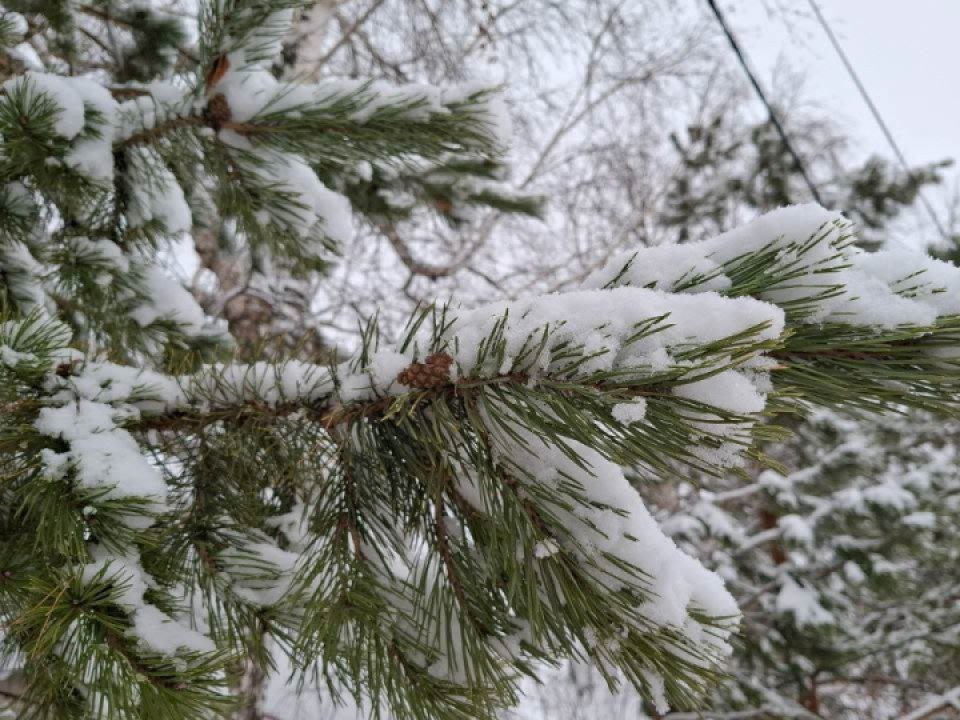 Не обманывайтесь оттепелью: морозы до -15 градусов придут в Подмосковье в эту дату