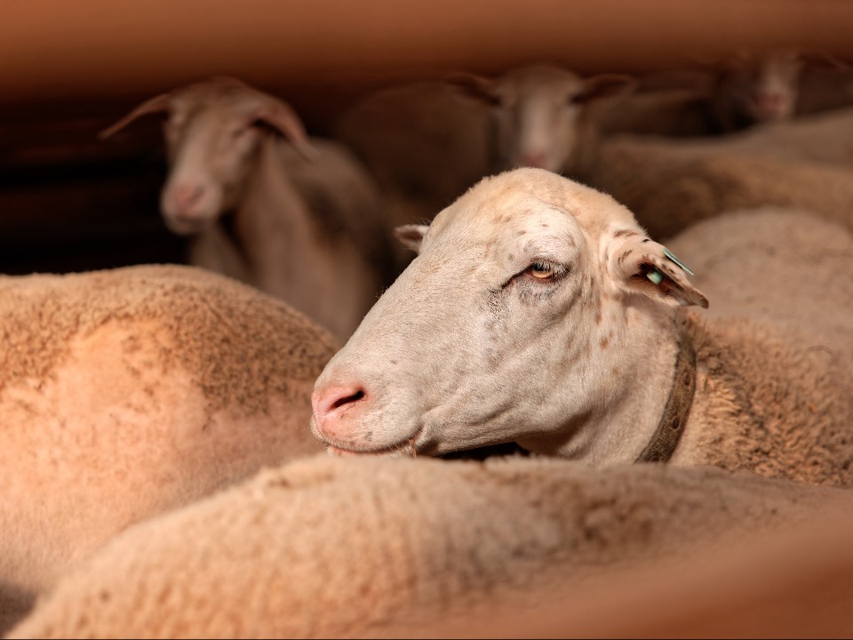 Агрегаторы спешат на помощь: как в Подмосковье позаботятся о фермерах