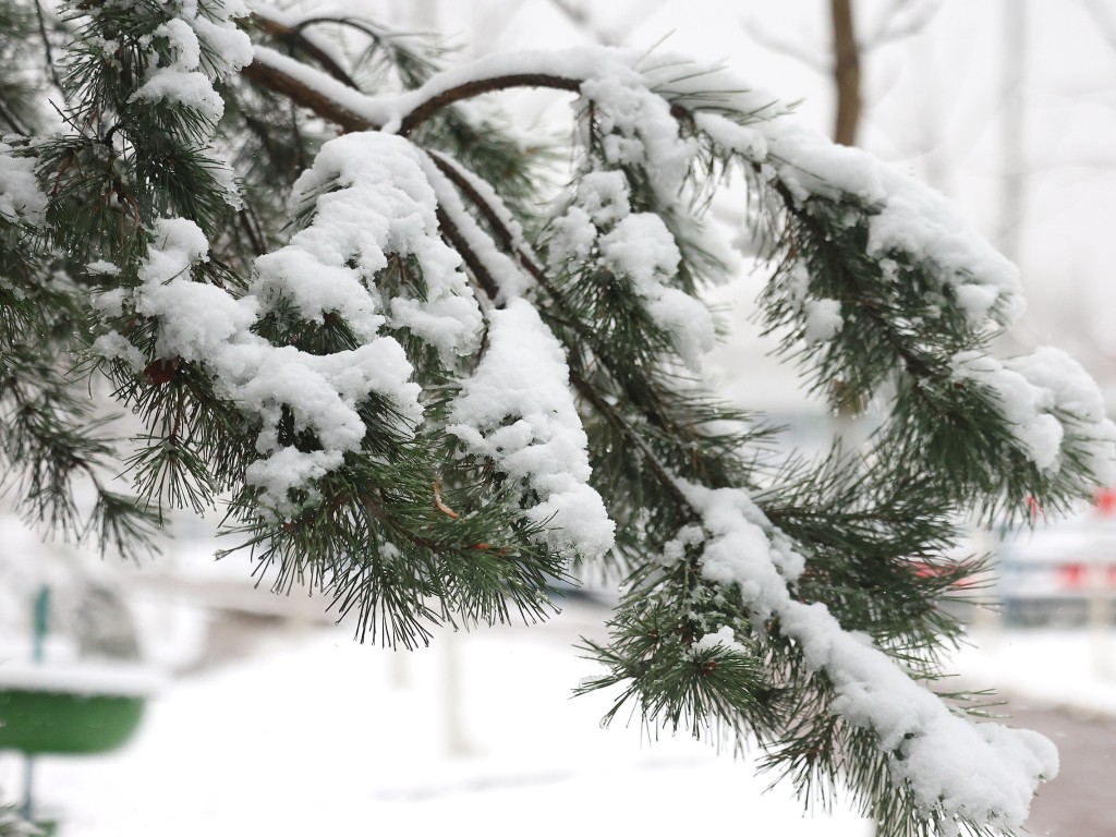 На Подмосковье обрушатся снег и морозы до -10! Тишковец назвал точную дату прихода метеозимы