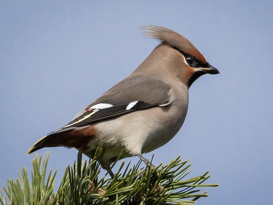 Компанию опьяневших свиристелей привели в себя жители Одинцова