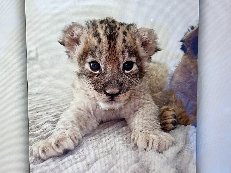 Львенок со сломанными лапами начал выходить на первые прогулки