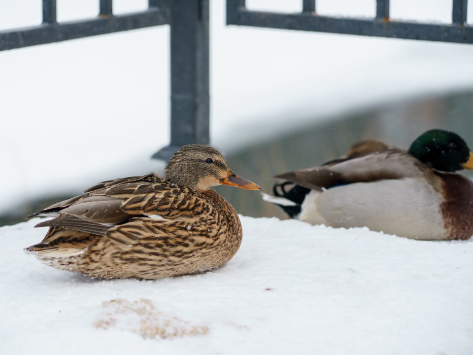 Уточки на льду в Рекинцо: чем можно помочь птицам