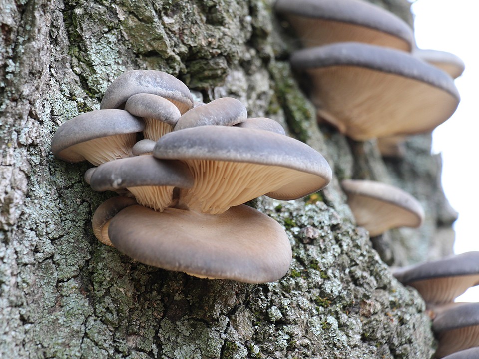 Грибники в Солнечногорске поделились фото поздних грибов из леса