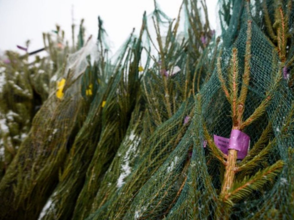 Где найти идеальную елку в Талдоме и не прогадать?