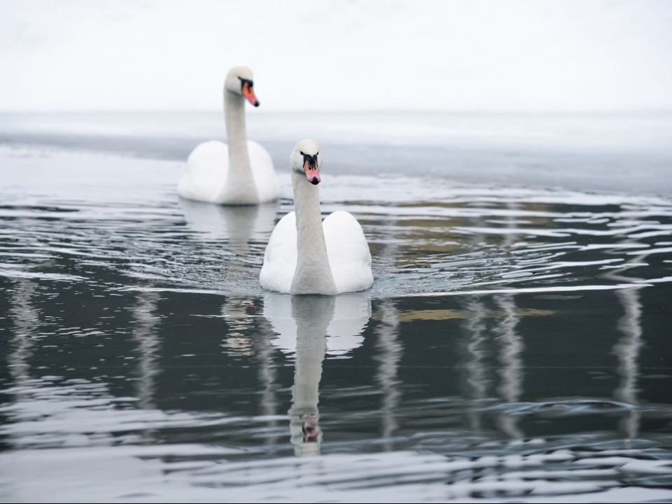 Стали известны новые подробности в истории с хотьковскими лебедями