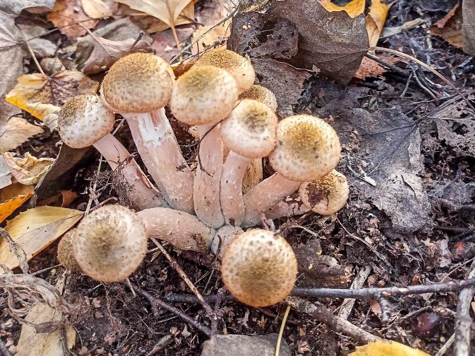 Грибы к Новому году: что можно собрать в лесах Подмосковья в декабре